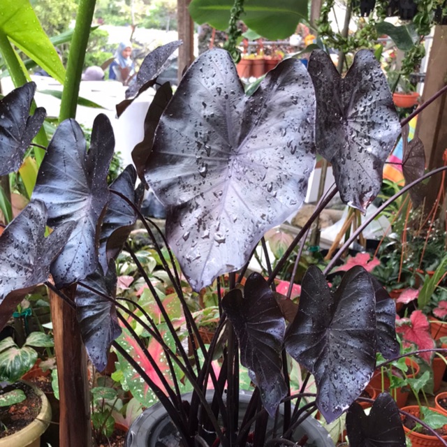  Alocasia  Keladi  Black Coral Shopee Malaysia