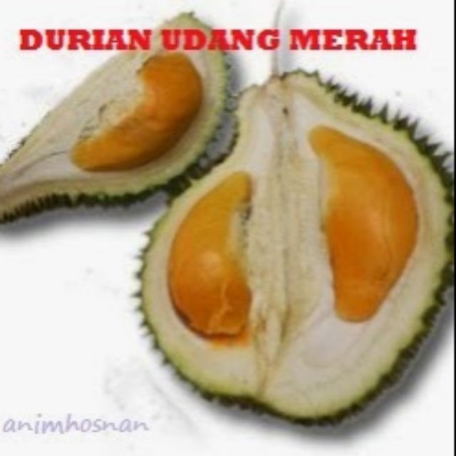 Durian Udang Merah D175/Pokok Kawin/Grafted  Shopee Malaysia