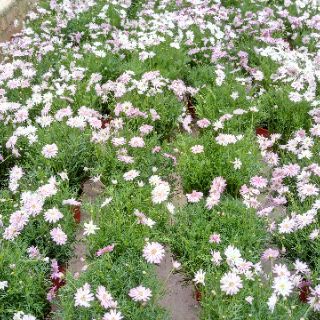 Anak Pokok Bunga  Aster  Merah Jambu Live Plant Pink Aster  