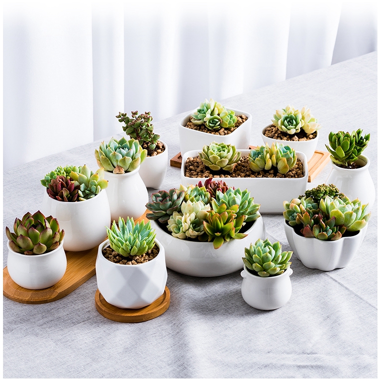 Yulin Pipi succulent flower pot special offer clearance
