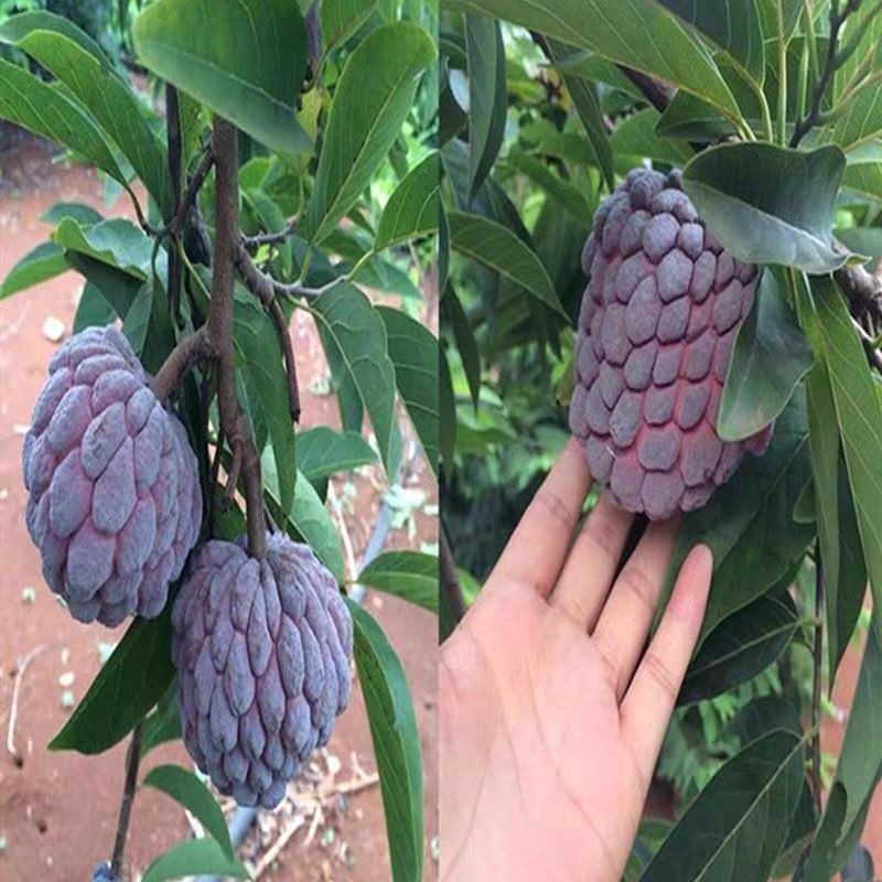 Buy 6 Biji Benih Buah Nona Hijau Merah 青 红释迦果种子 Seetracker Malaysia