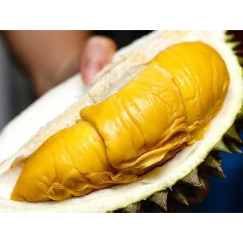Anak Durian Musang King Free Baja