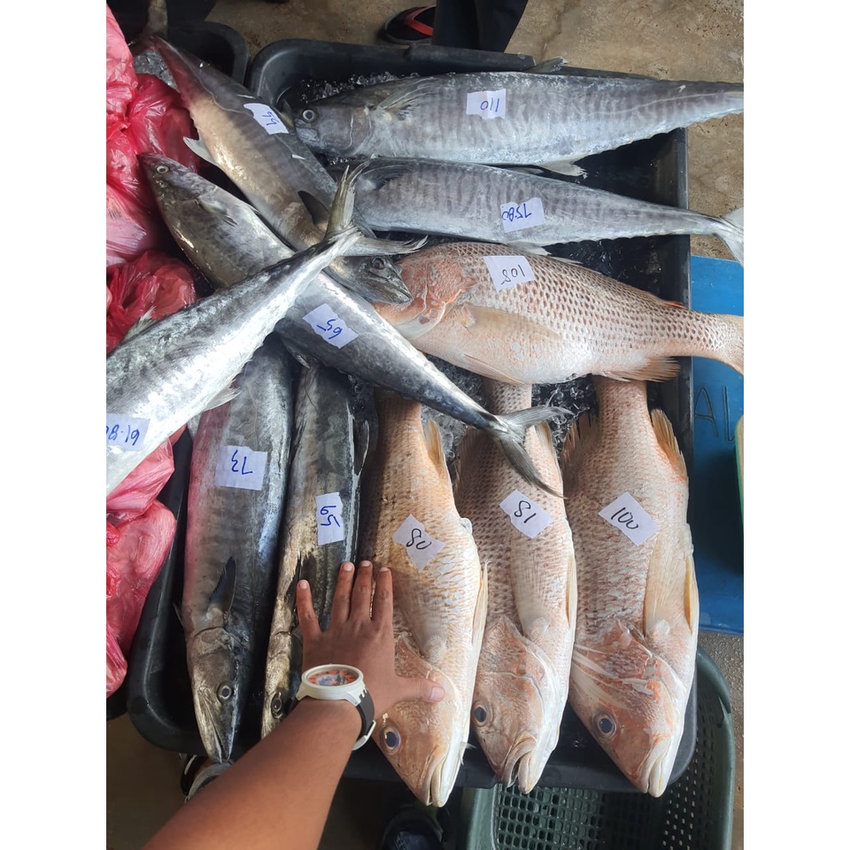 [ IKAN PREMIUM ] Ikan Merah | Ikan Jenahak | Ikan Tenggiri | Ikan Siakap | Ikan Nyot | Ikan Bawal Hitam | Ikan Bawal Mas