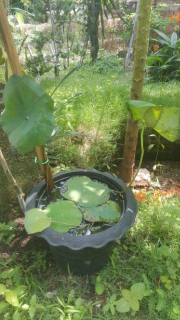REAL LOTUS WATER PLANT BUNGA LOTUS HIDUP BUNGA TERATAI REAL LOTUS WATER PLANT BUNGA LOTUS HIDUP BUNGA TERATAI