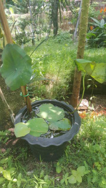 REAL LOTUS WATER PLANT BUNGA LOTUS HIDUP BUNGA TERATAI 