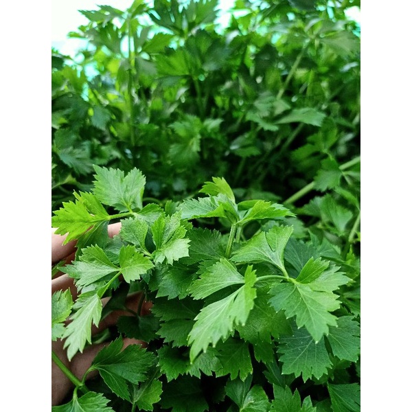 Buy Paling Horticulture Sdn Bhd Parsely Edible Herb Italian Flat Leaf Parsley Real Parsely Live Plant Seetracker Malaysia