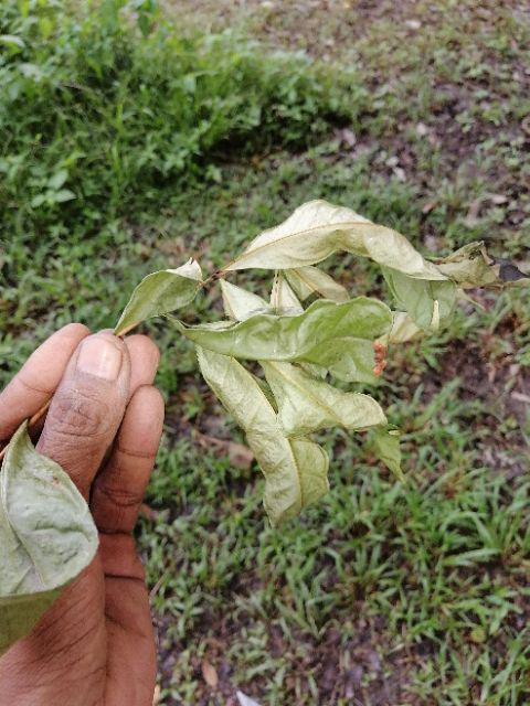 POKOK DAUN SERAI / SERAI KAYU / DAUN SALAM / POKOK SAMAK 