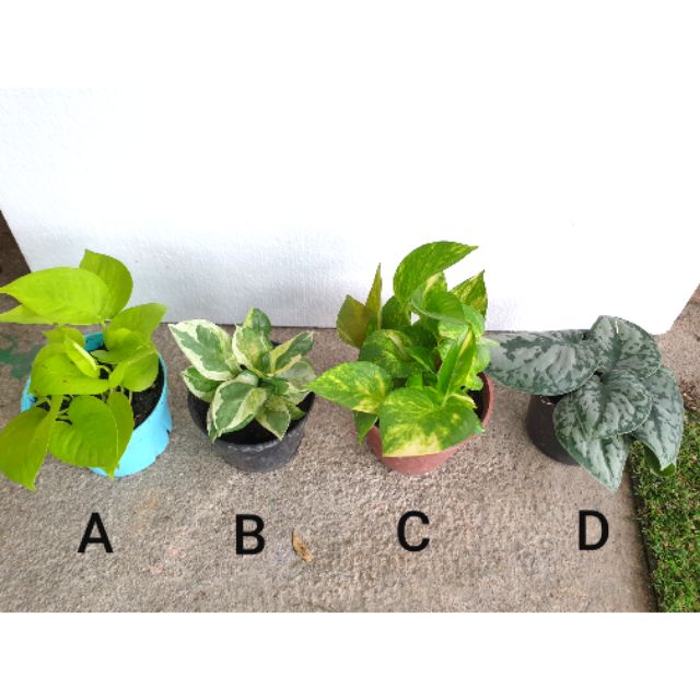 Real Life Plant Money Plant Indoor Plant Office Plant Deco Pothos Devil S Ivy Shopee Malaysia