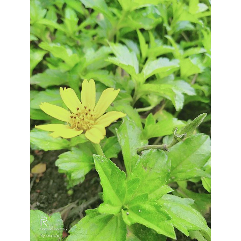 Pokok Bunga Serunai Laut/ Seremai (Wedelia Biflora Linn 