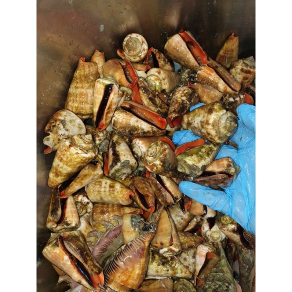 Siput Tarik Semporna Sabah Seafood Fresh Frozen  Shopee Malaysia