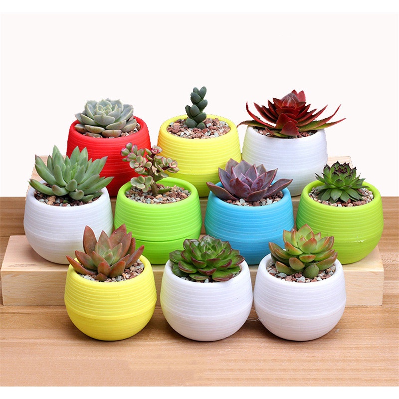 Eco-friendly Mini Round Plastic Flowerpot Succulent Gardening | Automatic Water-Absorbing Pot | Pasu Bunga Plastic