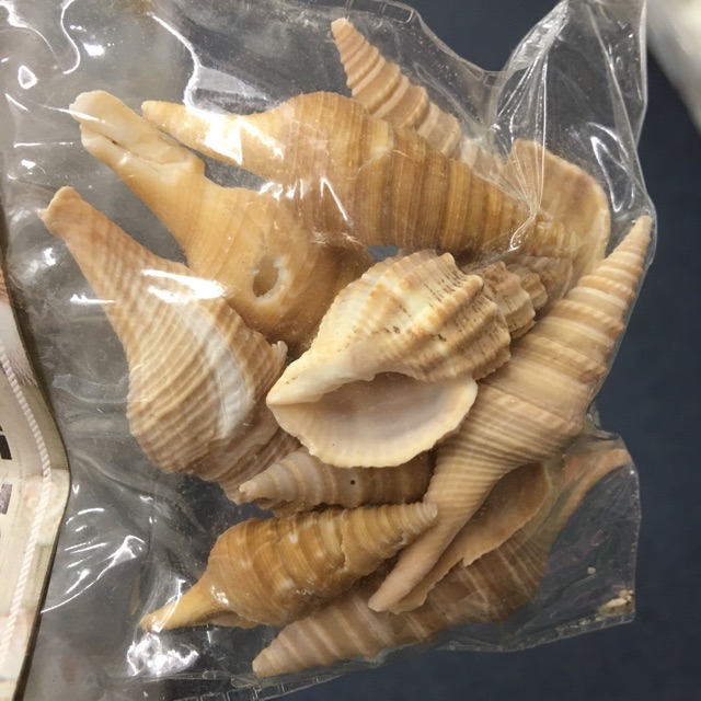 Original Sea Shell Cengkerang Laut Shopee Malaysia