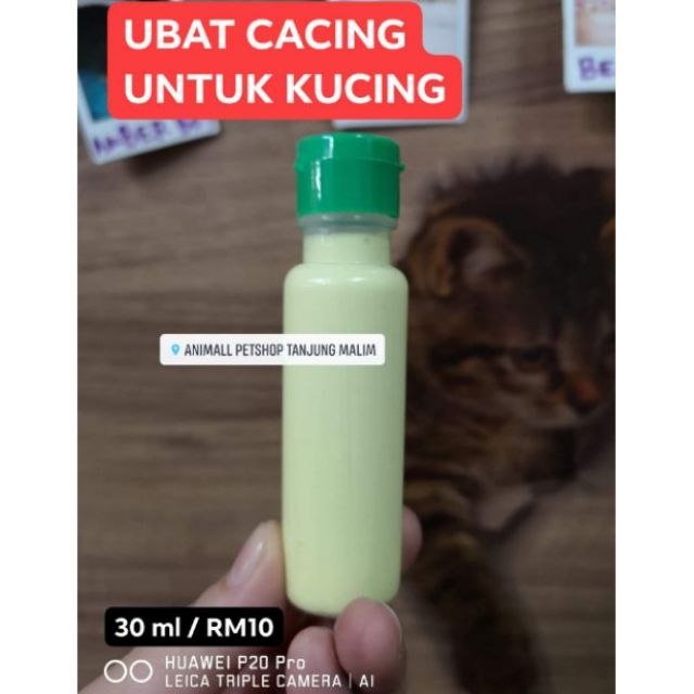 Ubat Cacing Untuk Kucing Yahirctzx