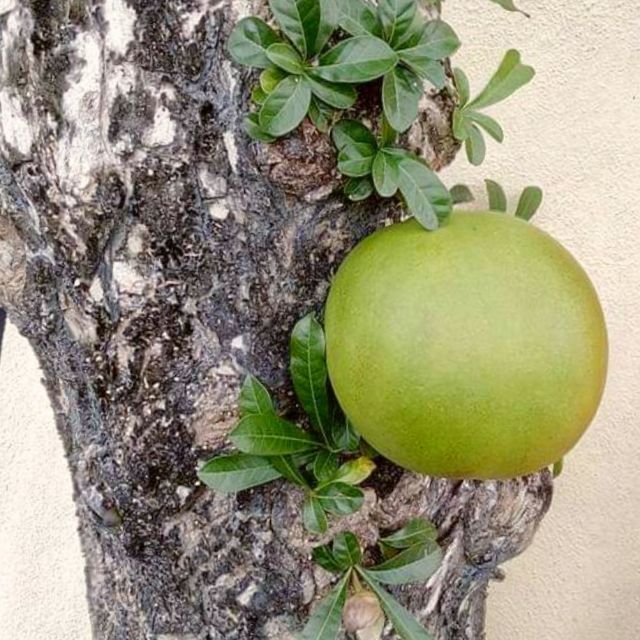 Calabash Buah Labu Kayu