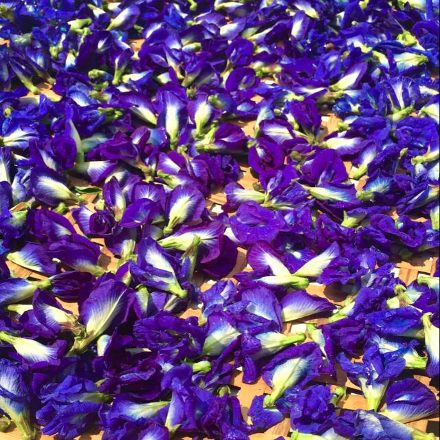 VACUUM PACK SUNDRIED BLUE PEA FLOWER (BUNGA TELANG) Shopee Malaysia