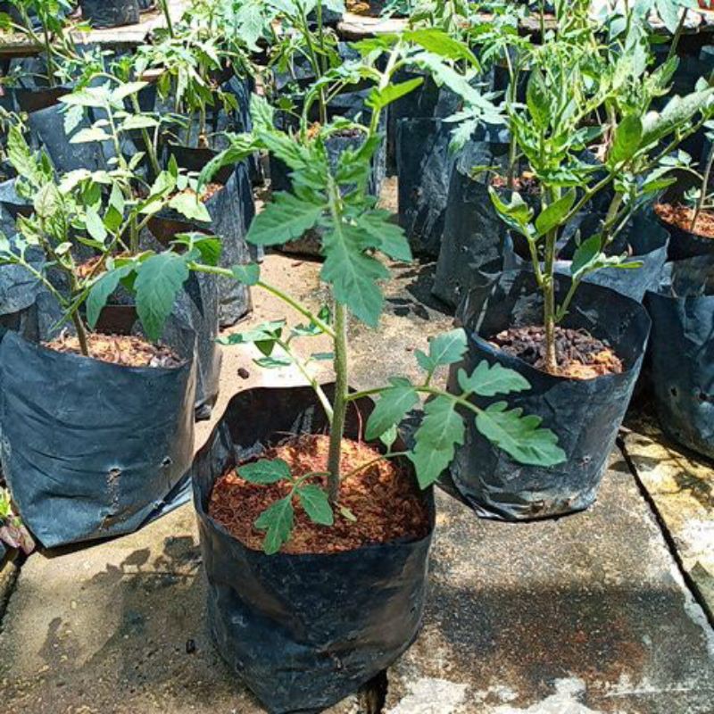 Anak Pokok Tomato Snt