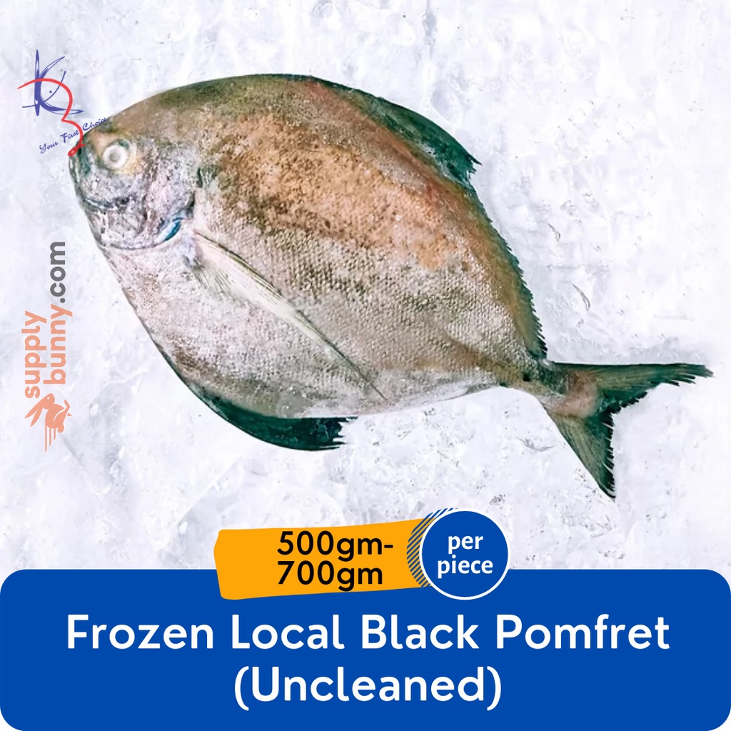 Local Frozen Black Pomfret Uncleaned (500g-700g)± (sold per piece) 黑鲳鱼(未清洗) Ikan Bawal Hitam - Kaizer Frozen Seafood