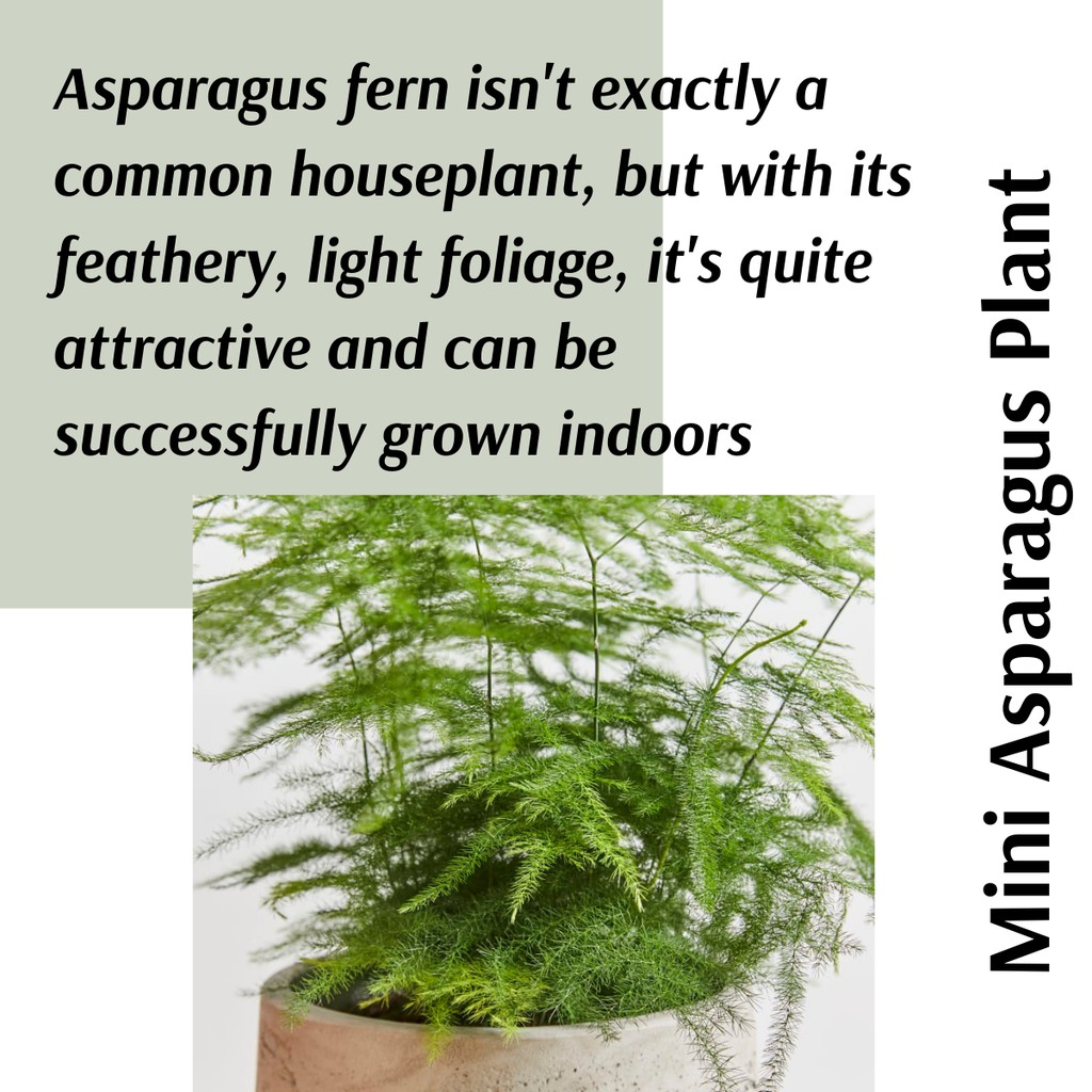 (Real Plant) Mini Asparagus Fern pokok hidup hiasan dalaman fern terrarium feng shui Shopee