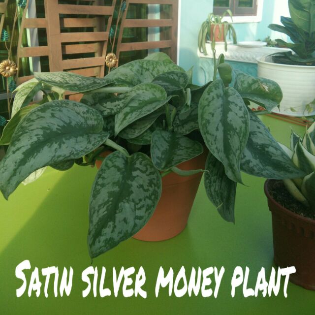 money plant care indoor