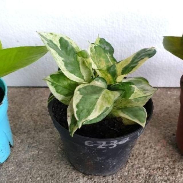 Readystock Top Item Real Life Plant Money Plant Indoor Plant Deco Plant Shopee Malaysia