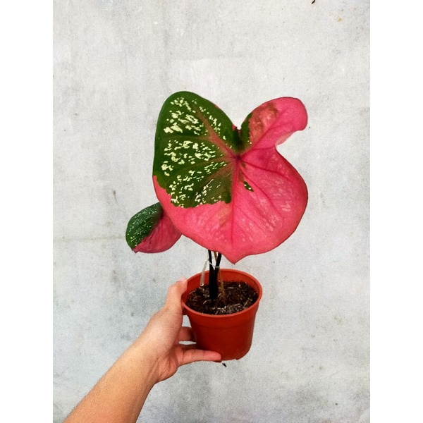 Buy Caladium Red Beret Daun Bulat Tebal Berret Baret Barret Pokok 