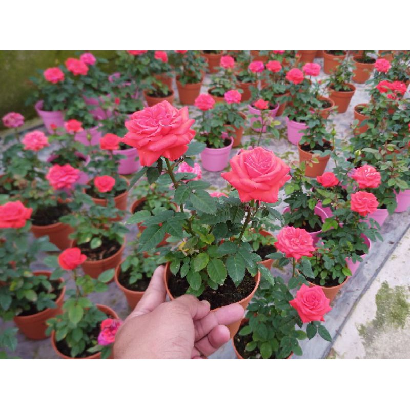 Buy Anak Pokok Bunga Ros Dah Berbunga Banyak Cantik Rose Flower With Pot Live Potted Plant Pokok Bunga Ros Hidup Pokok Bunga Seetracker Malaysia