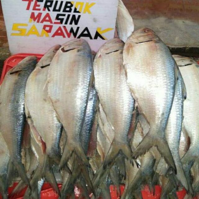 Masin terubuk Brisk business