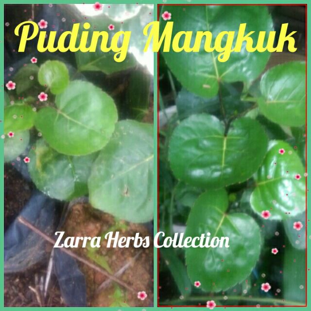 Pokok Puding Mangkuk Sejenis Pokok Puding Bole Makan Juga Herba Cantik Buat Hiasan Pagaran Shopee Malaysia
