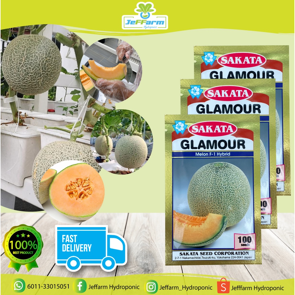 Seeds Benih Rock Melon Sakata Glamour F Hybrid Repack Rockmelon