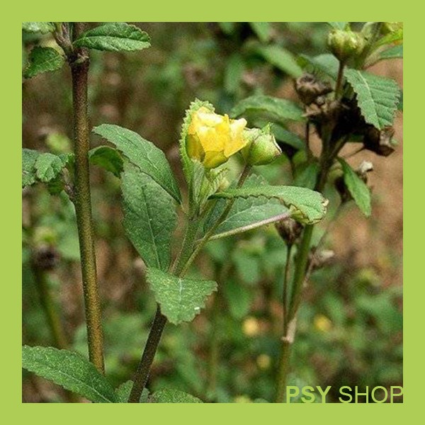 Seeds 40pcs Sida Rhombifolia 黄花母 Shopee Malaysia