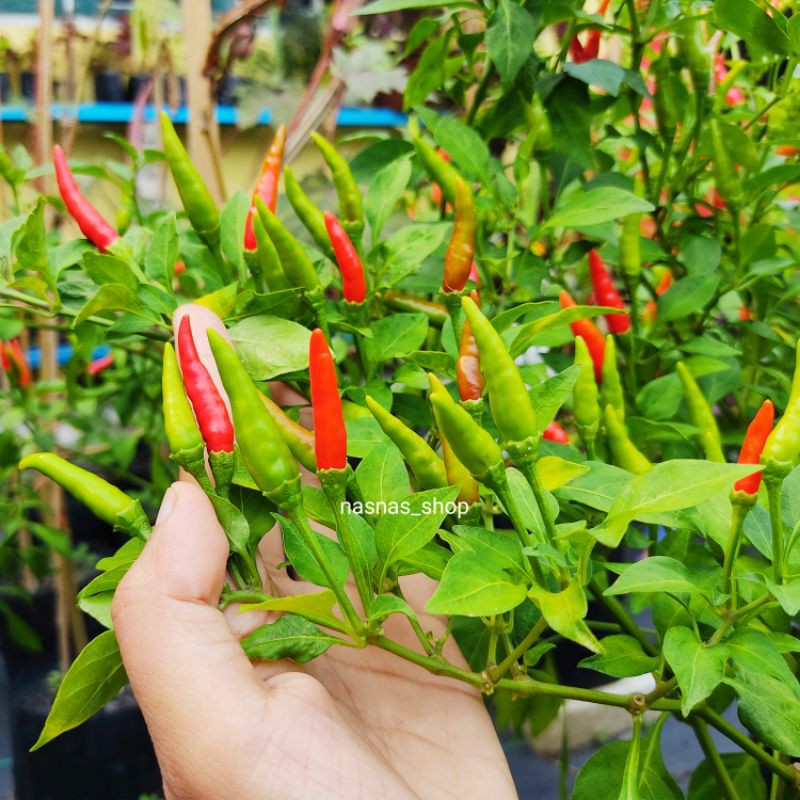 50pcs Biji Benih Cili Padi Bara Hot Chilli Seeds Chili Seed Pedas Shopee Malaysia