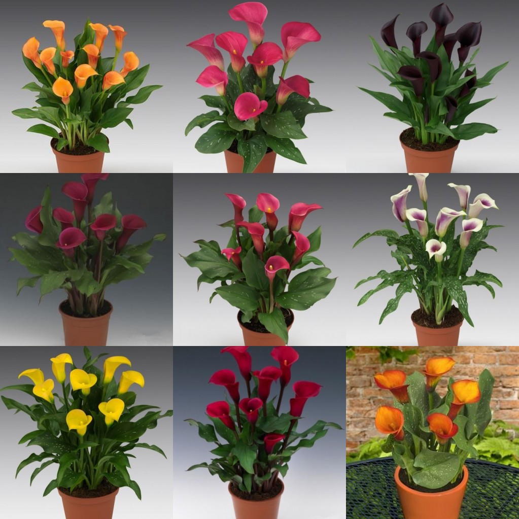 Buy 100 seeds/pack Bonsai calla lily flower seeds  SeeTracker 