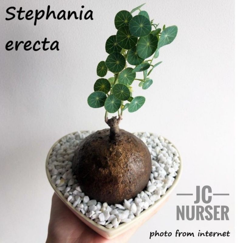 Jcnursery Stephania Erecta åœ†å¶å±±ä¹Œé¾Ÿ Real Plant Caudex Pokok Jc Shopee Malaysia