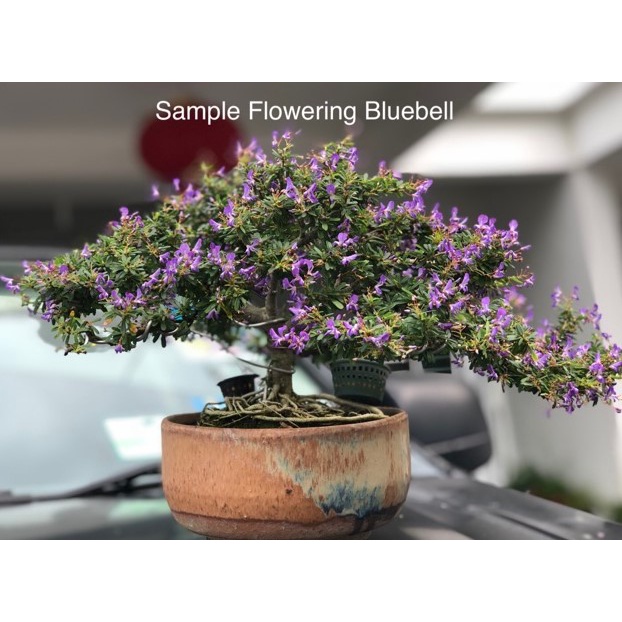 LIVE PLANT VIETNAMESE BLUE BELL BONSAI PLANT DESMODIUM BLUE BELL