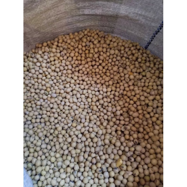 Soya beans/ Soybeans USA (Timbang) Shopee Malaysia