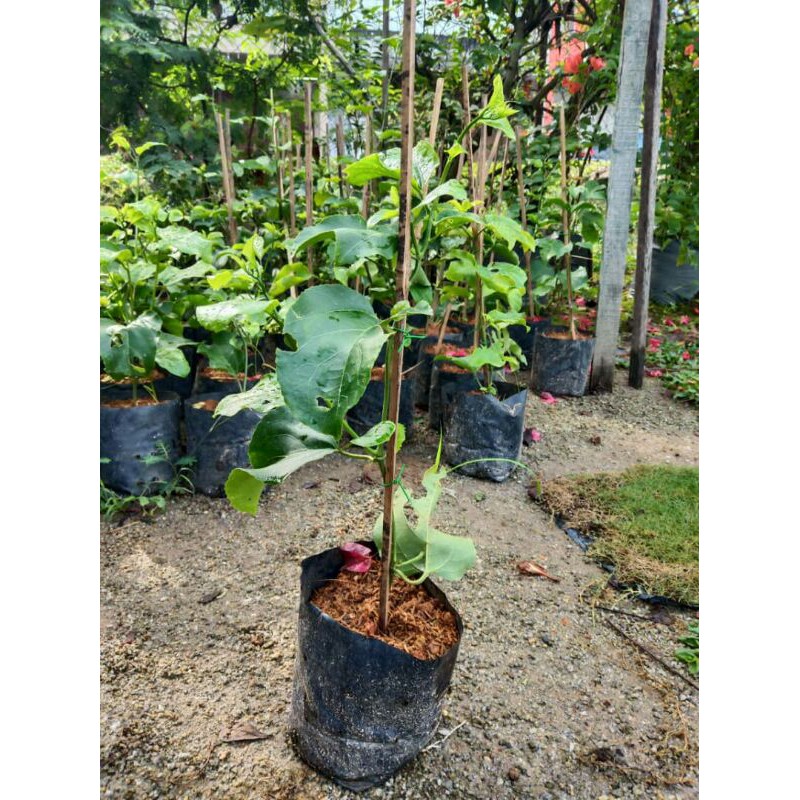 Pokok Buah Markisa Sudah Berbuah