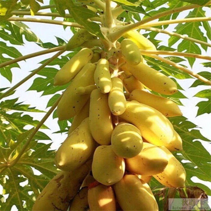 Papaya Benih Kecantikan Buah Pokok Biji Betik Biji Biji Betik Rendah