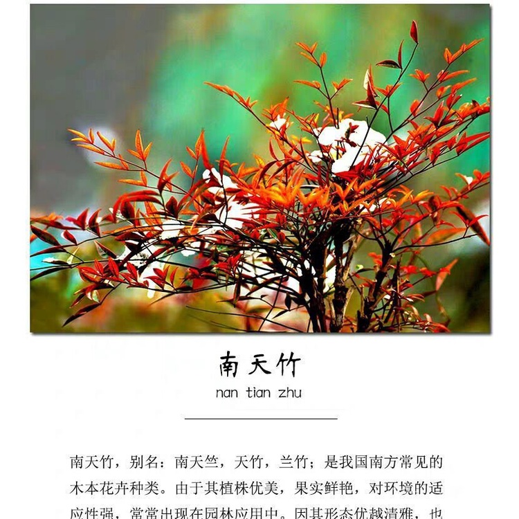 Hot Recommend 精品南天竹树苗火焰南天竹红天竹地栽盆栽苗耐寒植物 Cyu4 Shopee Malaysia
