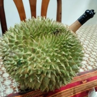  Anak Pokok Durian  Hybrid Duri Hitam Black Thorn Ochee 