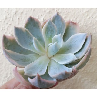 Succulent Plant Ready Stock多肉植物皮氏锦 Shopee Malaysia