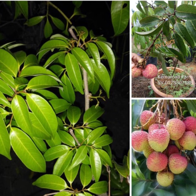 Hybrid/grafted Lychee/Pokok Laici 荔枝大苗 90-120cm tall & strong. | Shopee ...