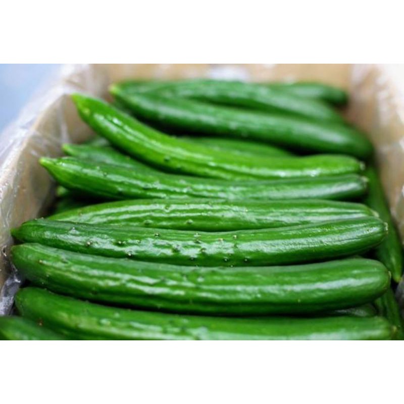 JAPANESE CUCUMBER/TIMUN JEPUN (+/-400g) | Shopee Malaysia