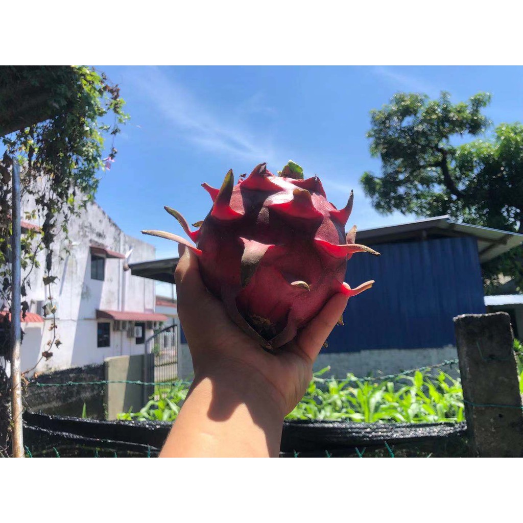 ❗️PRE ORDER❗️ Red Dragon Fruit Direct From Own Farm 火龙果/龙珠果