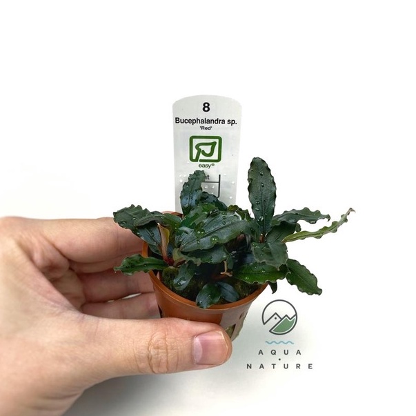 Buy Tropica Plant Bucephalandra Sp Red Aquarium Plant Bucephalandra Seetracker Malaysia