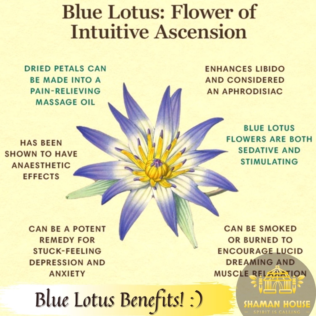 Dream Enhancing Meditation Herb 3g Organic Egyptian Blue Lotus Dried Flowers Nymphaea Caerulea Ancientherb 埃及篮莲 Shopee Malaysia