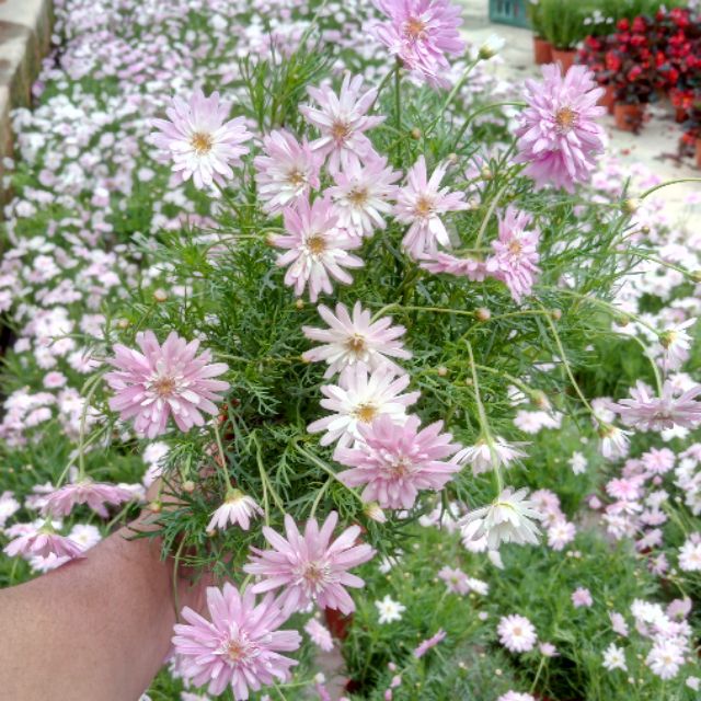 Anak Pokok Bunga  Aster  Merah Jambu Live Plant Pink Aster  