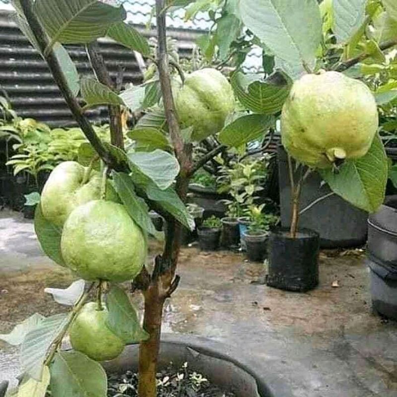  pokok jambu  batu tiada biji Guava trees have no seeds 