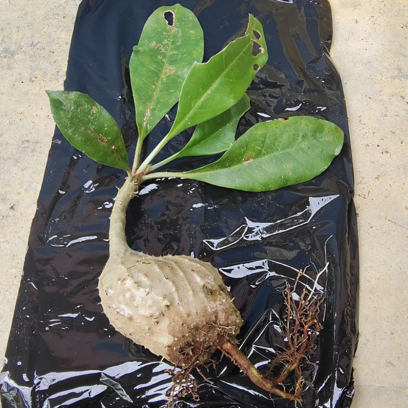 anak pokok raja satong@sarang semut  Shopee Malaysia