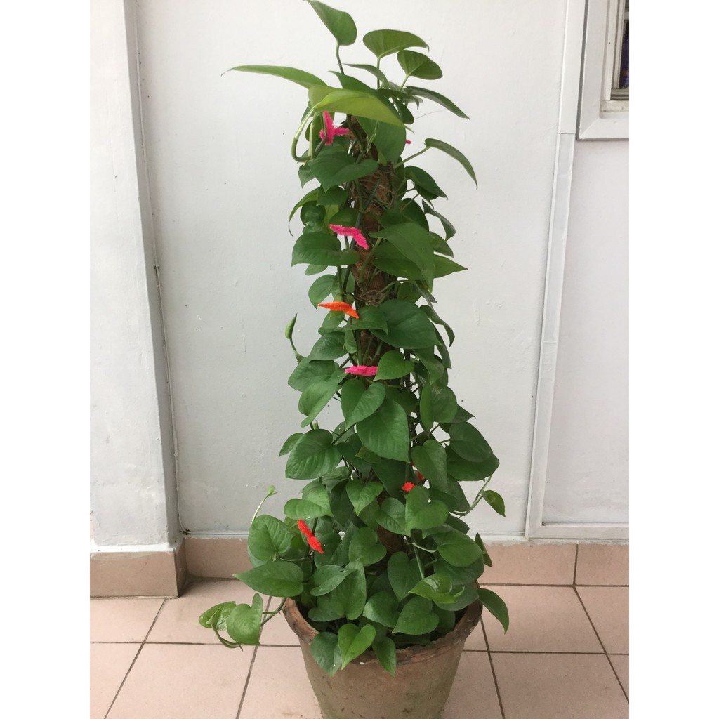 Real Plant Money Plant Epipremnum Aureum Shopee Malaysia