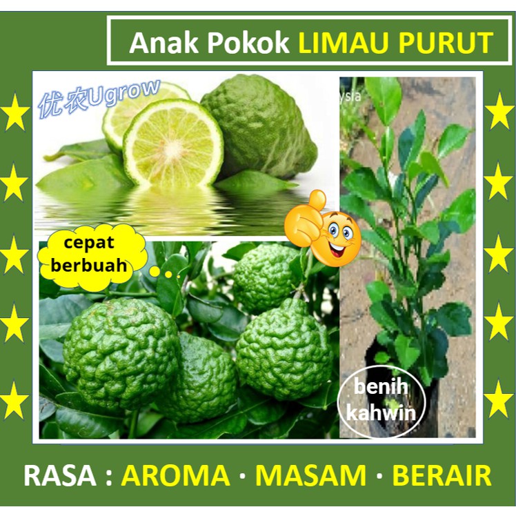 daun limau purut fresh - Prices and Promotions - Dec 2021  Shopee 